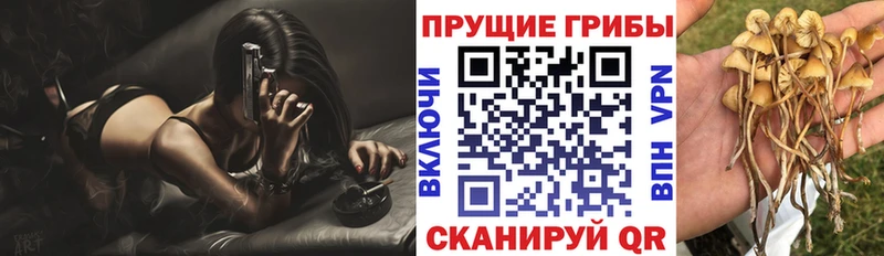 где купить наркотик  Нефтекамск  Псилоцибиновые грибы мицелий 